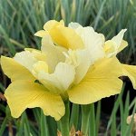 Ирис сибирский Summer Revels