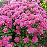 68  Ursula pink