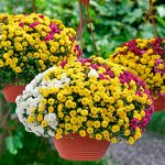 Ампельные хризантемы