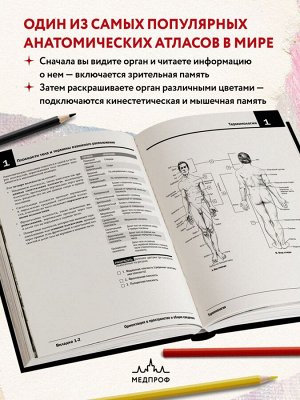 Хансен Д.Т. Анатомия Неттера: атлас-раскраска