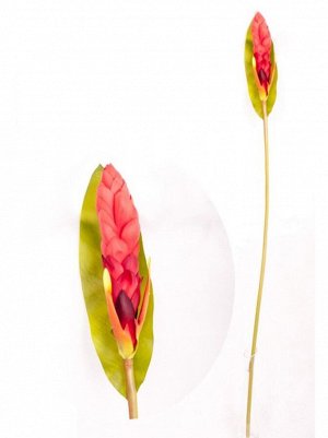 Цветок имбиря 104 см