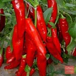 Острый перец Flame