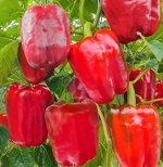 Семена Перец сладкий XXL
