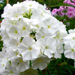 Флокс White Sparr