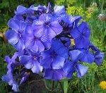 Флокс Blue Paradise, 2корн.