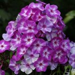 Флокс Литл Бой