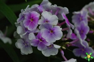 Флокс Lavendelwolke