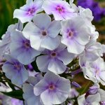 Флокс Lavendelwolke