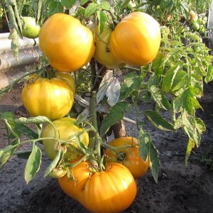 Томат Persimmon