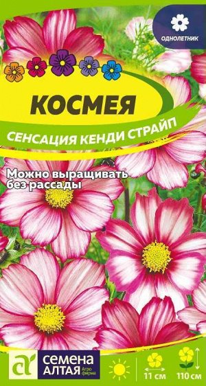 Космея Сенсация Кенди Страйп переход от белой в центре к розов по краям, 110см, одн 0,5гр СА/ЦВ