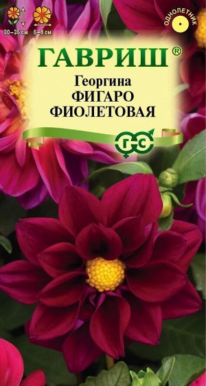 Георгина Фигаро Фиолетовая махр/полумахровая, 30-35см, 7шт Гавриш/ЦВ