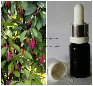 47 Натуральное эфирное масло Гурьюнского (Гурджуанского) бальзама Dipterocarpus spp