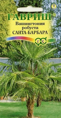 Вашингтония мощная Санта-Барбара 3 шт.