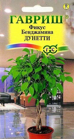 Фикус Бенджамина Дунетти* 0,01 г