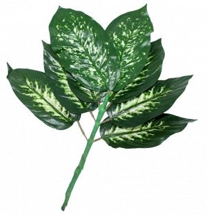 Букет из 8 крупных листов 34см Диффенбахия Полосатые