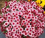 Sunbeam Pink Bicolor