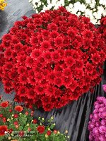 Zinzi  Red