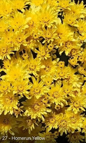 Хризантема мультифлора Homerun Yellow