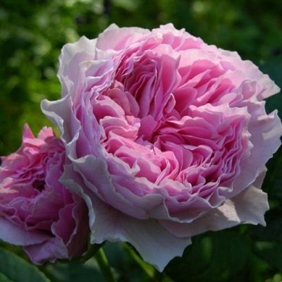Розы из питомника «Rosen Tantau» - весна 2022