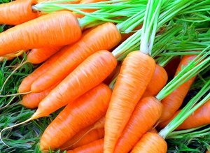 Семена Морковь Флакоро