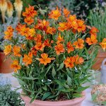 Альстромерия Оранж Кинг