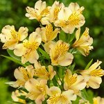 Альстромерия Lutea