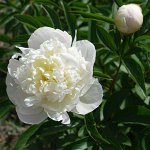 Пион Duchesse de Nemours