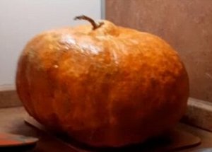 Тыква Сумасшедшая Фатима