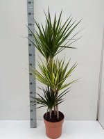 Драцена Микс из 3 сортов в одном горшке