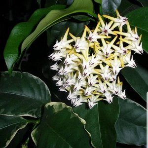хойя H. Multiflora variegata