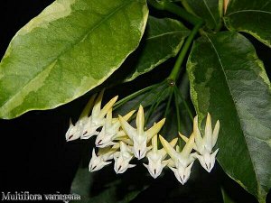 хойя H. Multiflora variegata