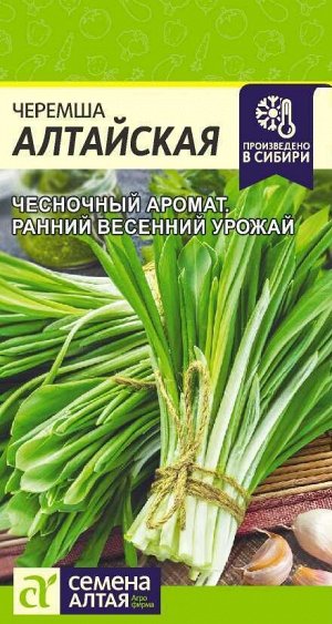 Черемша алтайская