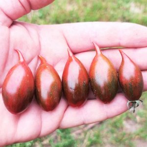 Помидоры Тигровая Зебра — Tiger zebra Tomato