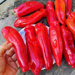 Сладкий Перец — Слоновий Хобот