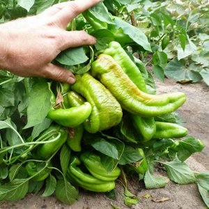 Сладкий Перец — Слоновий Хобот