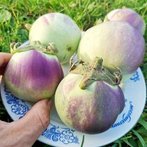 Баклажан Зелёное Румяное Яблоко — Green Apple Blush