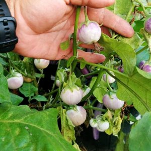 Баклажан Лавандовая Вишня — Lavender Cherry