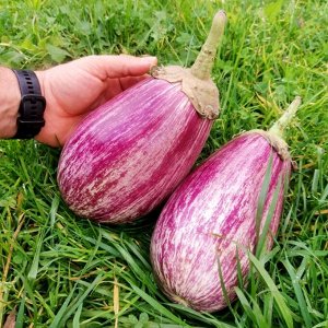 Помидом Баклажан Греческий Полосатый Гигант