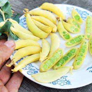 Помидом Золотой Императорский Сахарный Снеп Горох — Imperial Golden Sugar Snap Peas
