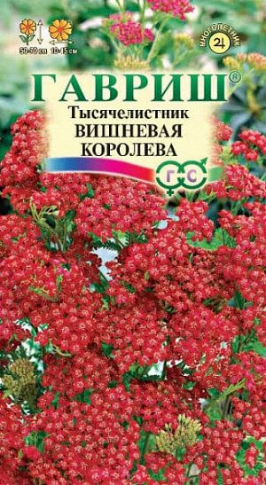 Тысячелистник Вишневая королева