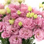 6 Эустома Сorelli Rose
