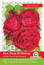 Роза Руж Пьер де Ронсар (Плетистая) &quot;СИБИРСКАЯ САДОВНИЦА&quot; 1шт (Сиб сад)