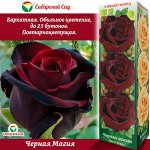 Роза Черная Магия (Чайно-гибридная) 1шт (Сиб сад)