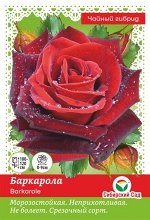 Роза Баркарола (Чайно-гибридная) 1шт (Сиб сад)
