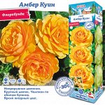 Роза Амбер Куин (Флорибунда) 1шт (Сиб сад)