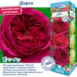 Роза Дарси (Английская) 1шт (Сиб сад)