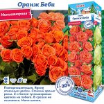 Роза Оранж Беби (Миниатюрная) 1шт (Сиб сад)