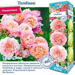 Роза Роз де Толбиак (Плетистая) 1шт (Сиб сад)