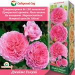 Роза Джеймс Голуэй (Английская) 1шт (Сиб сад)