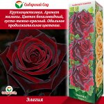 Роза Элегия (Чайно-гибридная) 1шт (Сиб сад)